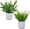 Set of 2 Artificial Potted Plants - Eucalyptus and Grass in Stylish Concrete Planters
